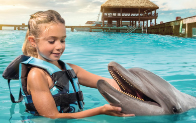 Dolphin Royal Connection Dolphin Royal Connection