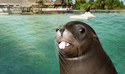Sea Lion Discovery 