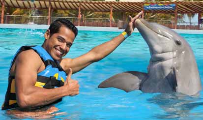 Dolphin Royal Swim