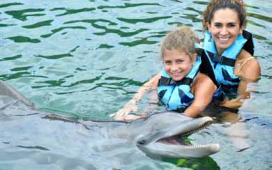 Dolphin Royal Swim 
