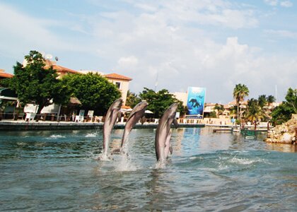Dolphin Discovery Riviera Maya Location