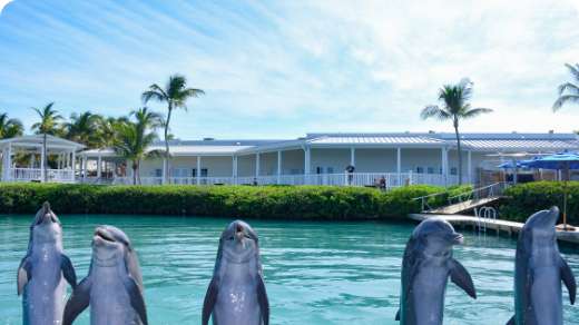 Dolphin Connection Florida Keys Location