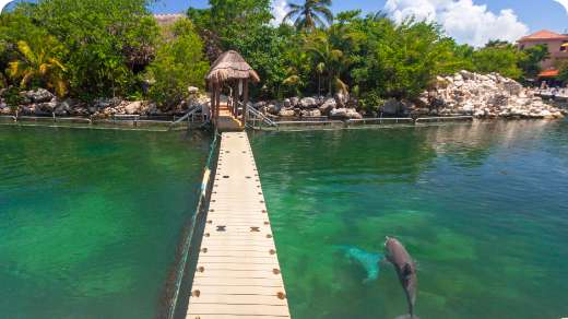 Dolphin Discovery Riviera Maya Location