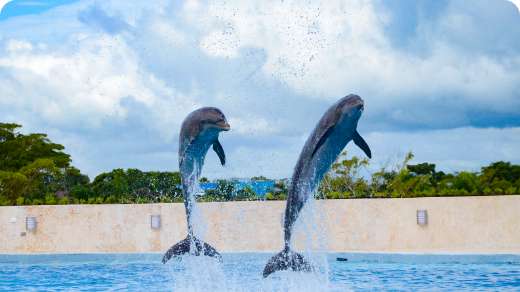 Dolphin Discovery Punta Cana Location