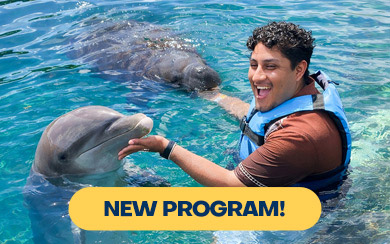Manatee and Dolphin Encounter in Cozumel 