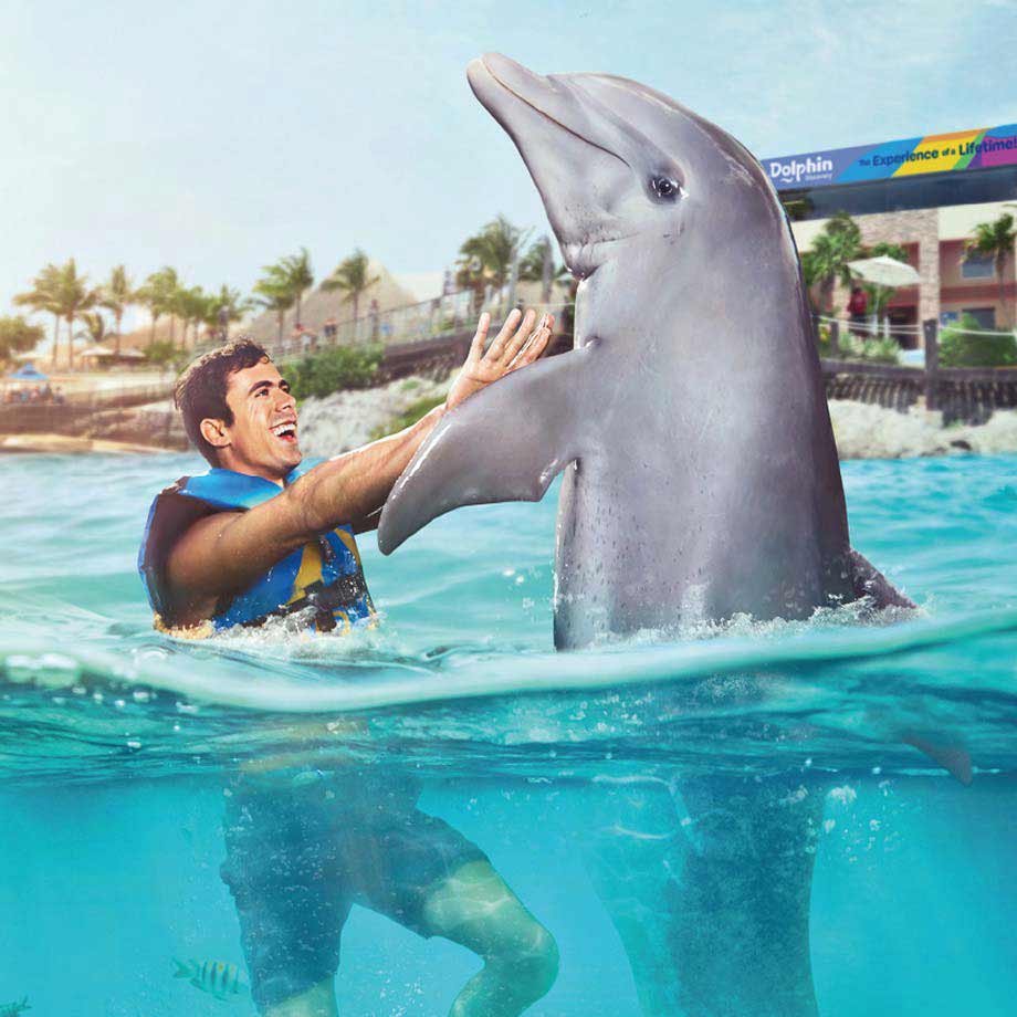Dolphin Royal Swim