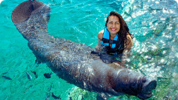 Manatee Encounter 