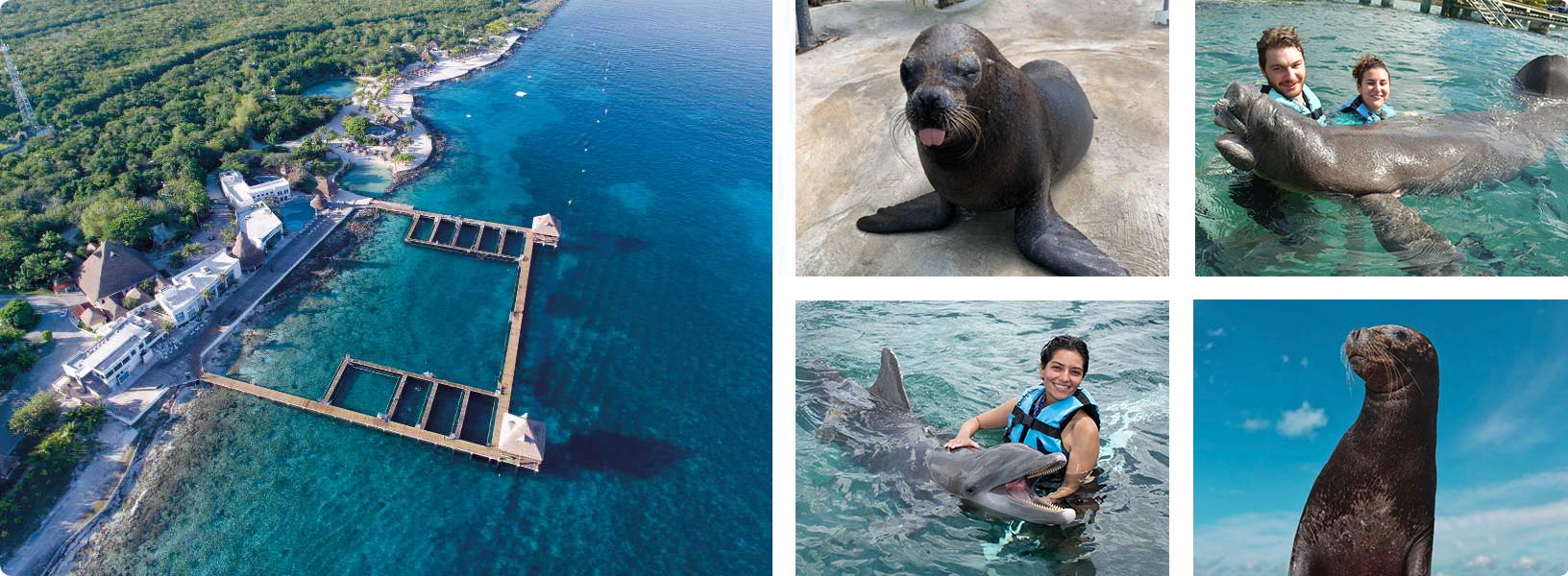 ¿Es posible nadar con delfines en Cozumel, México? 1 sdis cozumel dd2 ¿Es posible nadar con delfines en Cozumel, México?