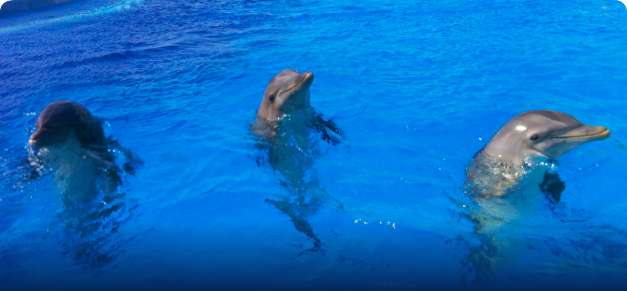 Dolphins in natural habitat at Dolphin Punta Cana