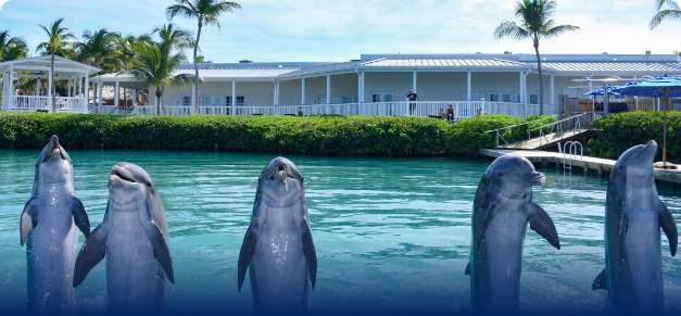 Dolphin Discovery Cozumel: A Paradise for Dolphin Enthusiasts