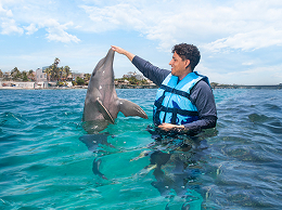 Swim with dolphins in Garrafon Park, Cancun, Isla Mujeres